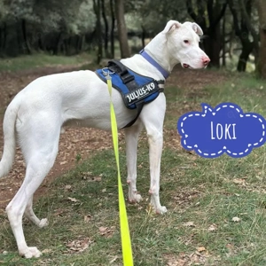 Loki, junger Podenco Mix, sehr menschenbezogen, sucht dringend ein Zuhause