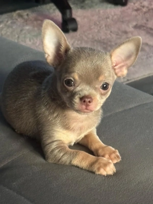 Chihuahua Mini 
