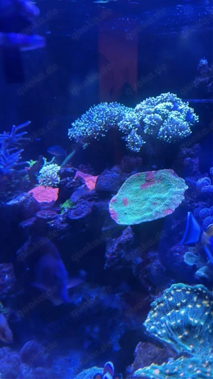 meerwasser korallen abzugeben aquarium bugatti montipora scheiben