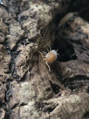Porcellionides pruinosus orange Isopod Asseln