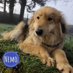 Nemo, wunderhübscher Schäferhund Collie Mischling, sanft und etwas schüchtern