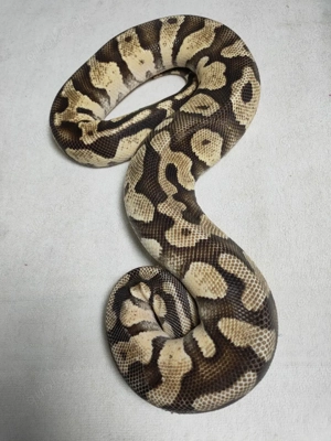 Königspython Zuchtweibchen ( 3 Tiere für 300 ) Bild 3