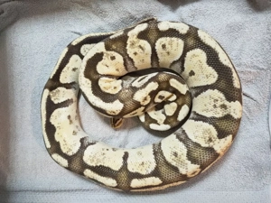 Königspython Zuchtweibchen ( 3 Tiere für 300 )