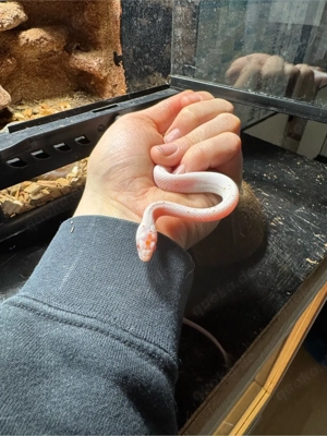 Kornnatter Amel Palmetto 0.1 von 05 25