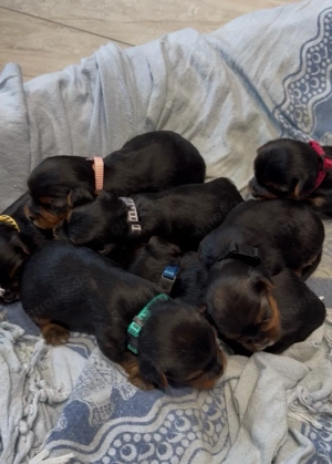 Welpen Yorki Yorkshire Puppies!!!