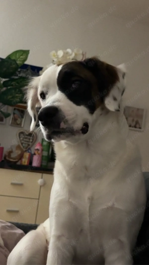 schweren herzens sucht meine hündin ein neues zuhause