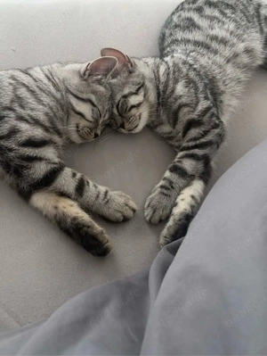 Kairo & Chihiro   zwei liebevolle Geschwister (2 Jungen) suchen gemeinsam ein neues Zuhause   