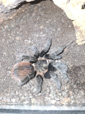 0.1 Tliltocatl Epicureanum ex. Brachypelma - Weibchen Adult Vogelspinne
