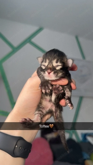 Somali   Maine Coon Kitten   6 Babys geboren am 18.02.2026