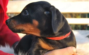 Zauberhafte Dobermann-Welpen suchen ihr Traumzuhause