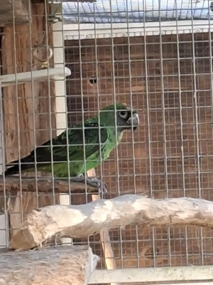 Grüne Kongopapageien Bild 2