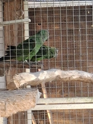 Grüne Kongopapageien Bild 3