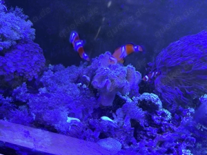 Meerwasseraquarium 500 l Bild 4