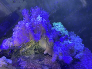 Meerwasseraquarium 500 l Bild 3