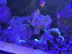 Meerwasseraquarium 500 l Bild 2