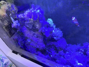 Meerwasseraquarium 500 l Bild 6