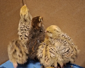 25er Wachtelküken Gruppe 