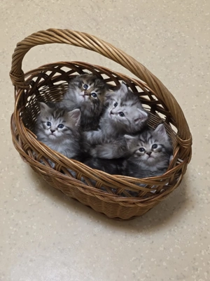 Süße Maine Coon Katzenbaby 