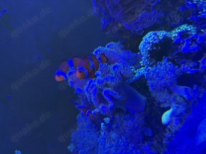 Meerwasseraquarium 500 l Bild 7