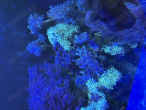 Meerwasseraquarium 500 l Bild 8