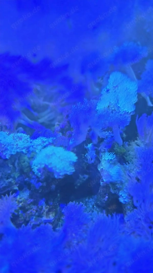 Meerwasseraquarium 500 l Bild 9