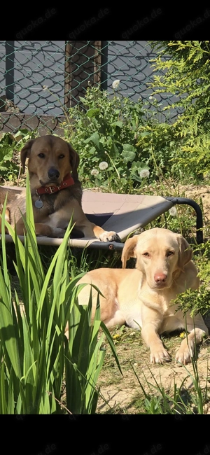 2 Süße Labrador Mischlinge