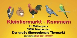 Kleintiermarkt Kommern mit Vögeln und Geflügel, Bild 2