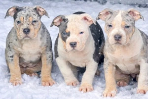 American Bully Tricolor XL