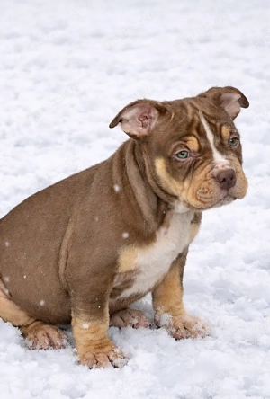 American Bully XL Tricolor 