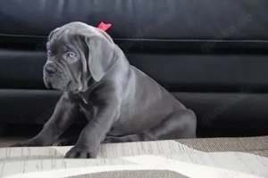 Cane Corso