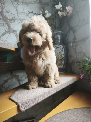 Goldendoodle Welpen.