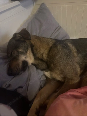 Sportliche Hündin sucht erfahrene Besitzer Bild 3