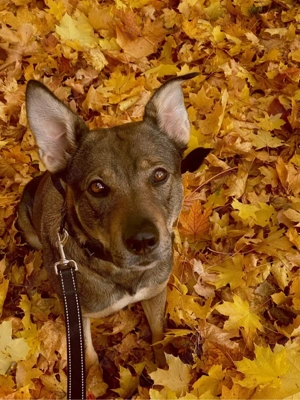Sportliche Hündin sucht erfahrene Besitzer Bild 2