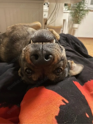 Sportliche Hündin sucht erfahrene Besitzer Bild 4