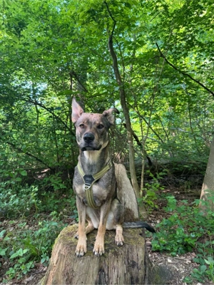 Sportliche Hündin sucht erfahrene Besitzer Bild 5