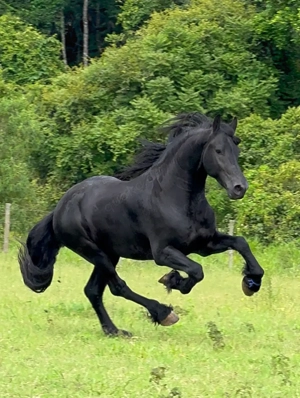 Wunderschöner 9-jähriger Friesianer Wallach   Perfektes Familien- und Anfängerpferd
