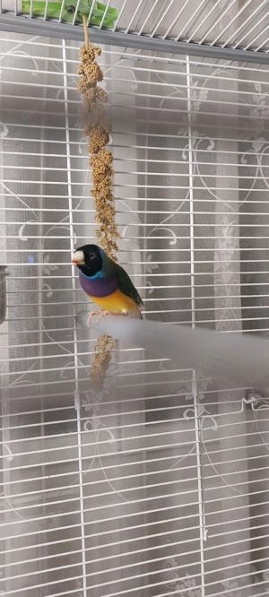 Gouldamadine aus 2025 Bild 2