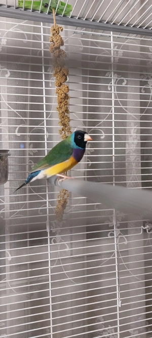 Gouldamadine aus 2025