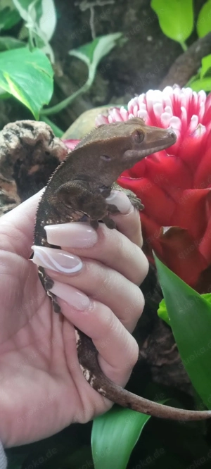 Cappuccino Kronengecko-Dame (privat)