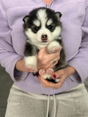  süsse pomsky welpen 