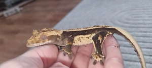 Notabgabe: 5 liebevolle Kronengeckos (Vermittlungshilfe)