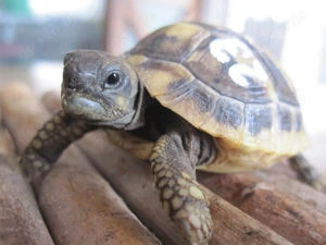 Griechische Landschildkröten von 2025