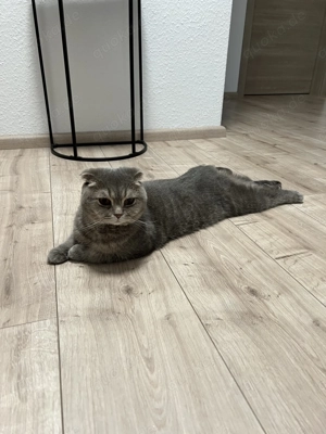 Aus privaten Gründen in liebevolle Hände abzugeben 