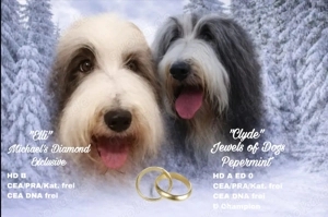 Im April 2026 Bearded Collie Welpen erwartet