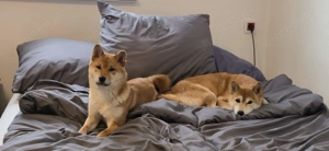  AMANE hübsche SHIBA INU-Hündin mit rotem Fell geboren Bild 8