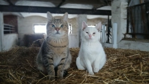 Maincoon Mix Kitten Kater Katze 