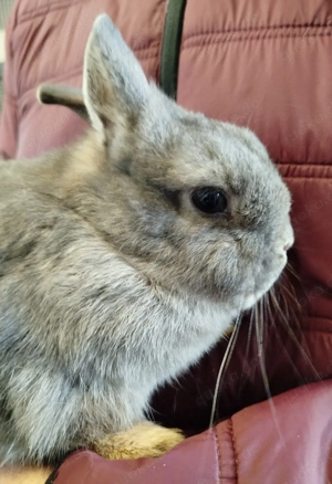Junge Farbenzwerg Häsin 4 Monate Jungtier Zwerge Zwergkaninchen Kaninchen Hase Emsdetten Minizwerge