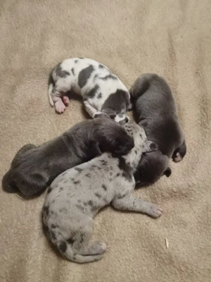 Wir haben ab Anfang April reinrassige Deutsche Doggen Welpen abzugeben.