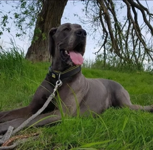 Wir haben ab Anfang April reinrassige Deutsche Doggen Welpen abzugeben.