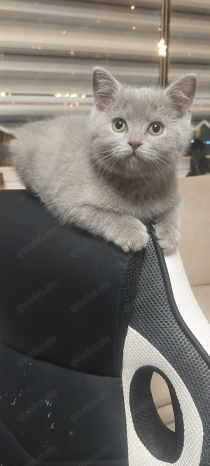 Bkh & Scf Mix Langhaar & Kurzhaar 